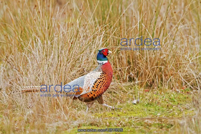 : Pheasant - ring necked male in meadow : Pheasant - ring necked male in meadow