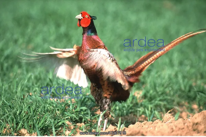 : PHEASANT - running : PHEASANT - running