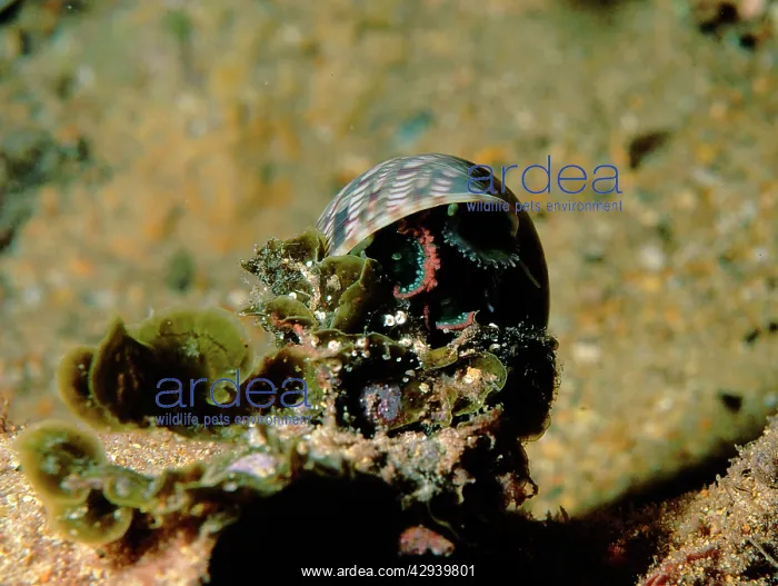 : Pheasant shell, a common gastropod found in shallow waters : Pheasant shell, a common gastropod found in shallow waters