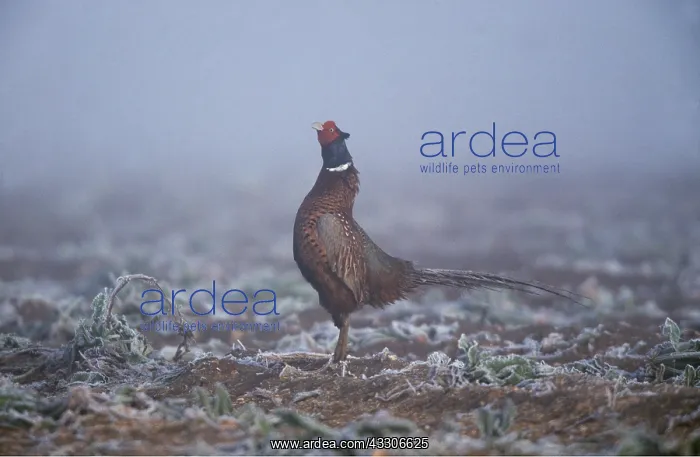: PHEASANT - standing straight in mist : PHEASANT - standing straight in mist
