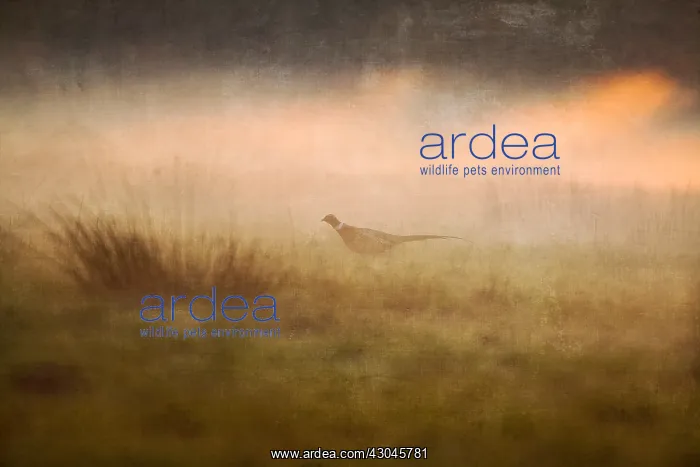 : Pheasant at sunset - Textured Image - Norfolk UK : Pheasant at sunset - Textured Image - Norfolk UK