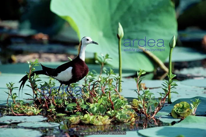  : Pheasant-tailed Jacana  /  Lotus Bird  /  Lily Trotter