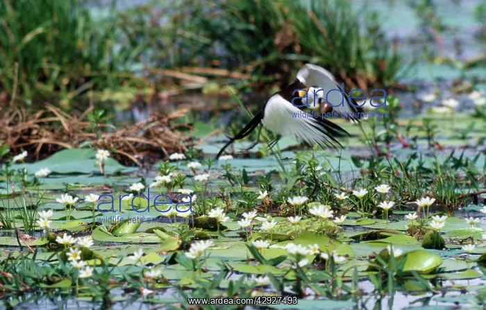 : Pheasant-tailed Jacana - male removes newly laid : Pheasant-tailed Jacana - male removes newly laid