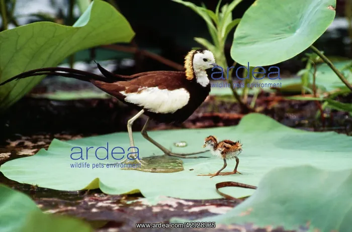 : Pheasant-tailed JACANA - male with young chick on lily-pad : Pheasant-tailed JACANA - male with young chick on lily-pad