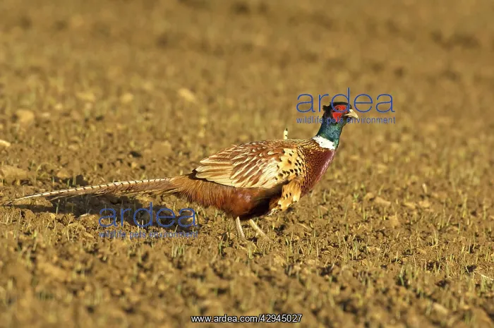 : Pheasant - Walking across ploughed field : Pheasant - Walking across ploughed field