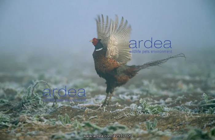 : PHEASANT - WINGS UP, IN MIST : PHEASANT - WINGS UP, IN MIST