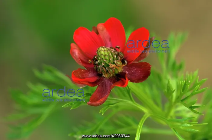 : Pheasant's eye : Pheasant's eye