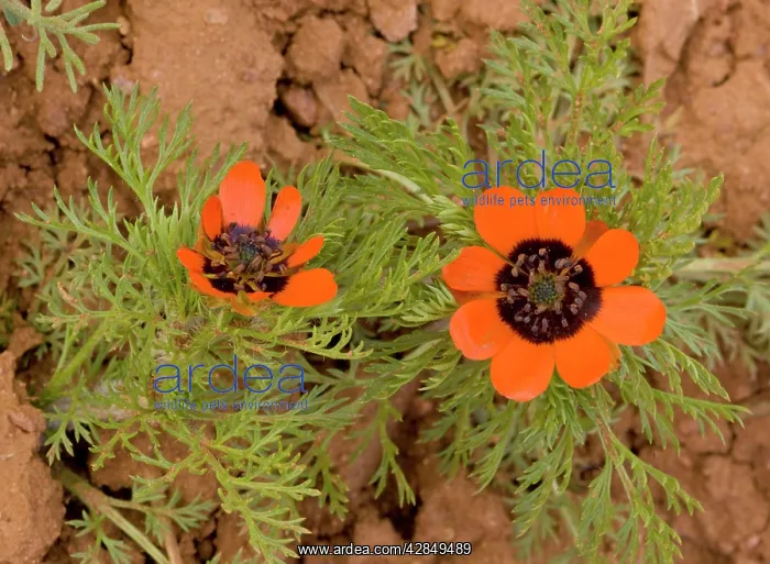 : A Pheasant's Eye Adonis aestivalis, in ploughed field : A Pheasant's Eye Adonis aestivalis, in ploughed field