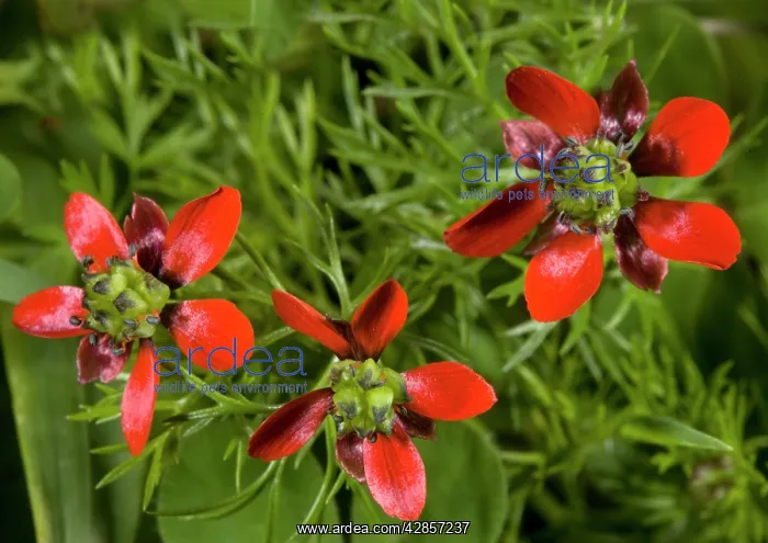 : Pheasant's eye - an arable, wheat / cornfield weed : Pheasant's eye - an arable, wheat / cornfield weed