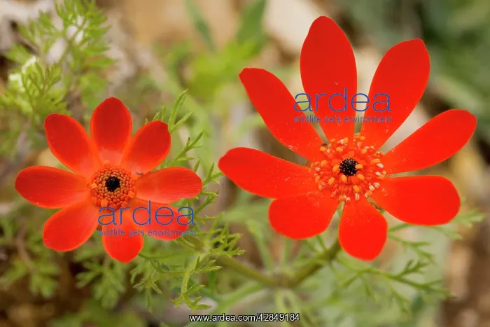 : Pheasant's Eye - in flower : Pheasant's Eye - in flower