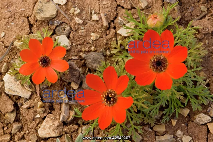 : Pheasant's Eye - in flower : Pheasant's Eye - in flower