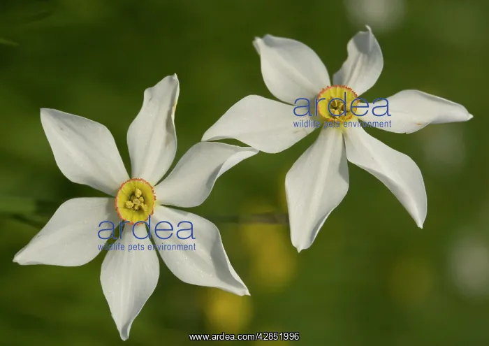 : Pheasant's eye Narcissus : Pheasant's eye Narcissus