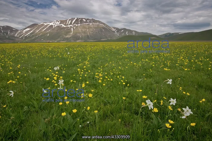 : Pheasant's Eye Narcissus - in montane grassland : Pheasant's Eye Narcissus - in montane grassland