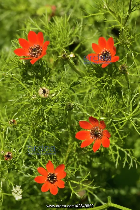 : Pheasant's Eye - rare cornfield weed in UK : Pheasant's Eye - rare cornfield weed in UK