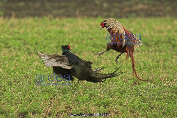 : Pheasants - fighting : Pheasants - fighting