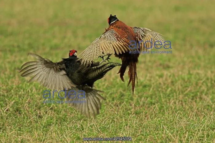 : Pheasants - fighting : Pheasants - fighting