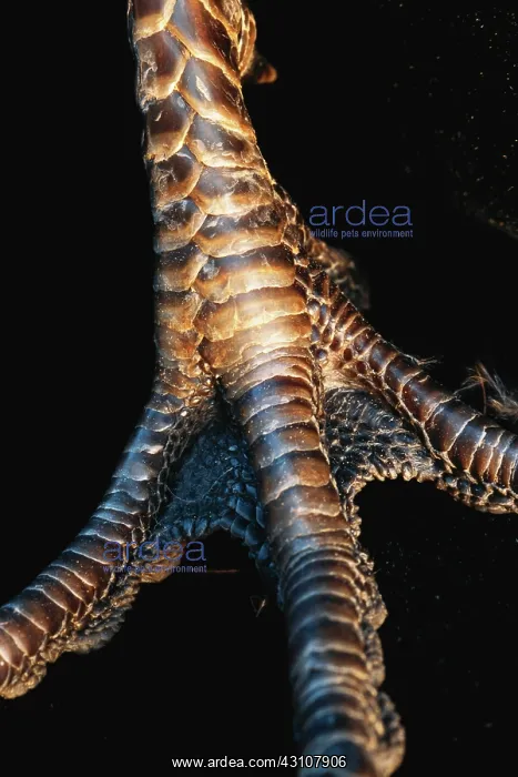 : Pheasant's foot : Pheasant's foot