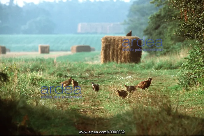 : PHEASANTS - group in field : PHEASANTS - group in field