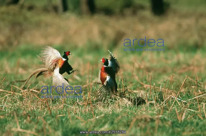 : PHEASANTS X2 - Males in courtship fight : PHEASANTS X2 - Males in courtship fight