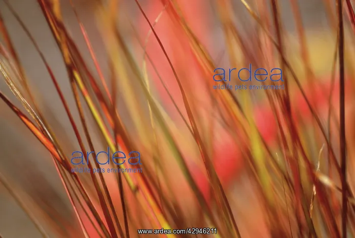 : Pheasanttailgrass : Pheasanttailgrass