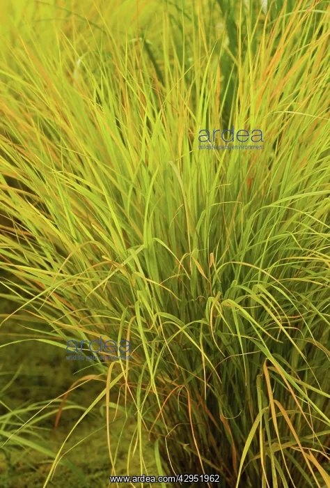 : Pheasanttailgrass : Pheasanttailgrass