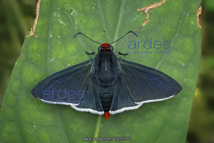 : Phidias Firetip (Pyrrhopyge phidias) Skipper butterfly : Phidias Firetip (Pyrrhopyge phidias) Skipper butterfly