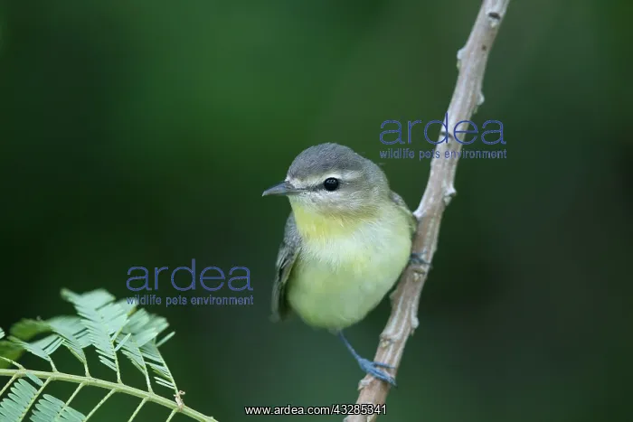 : Philadelphia Vireo - on migration : Philadelphia Vireo - on migration