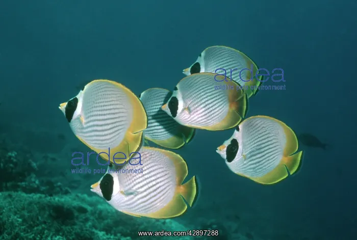 : Philippine / Bantayan / Panda / Masked BUTTERFLYFISH : Philippine / Bantayan / Panda / Masked BUTTERFLYFISH