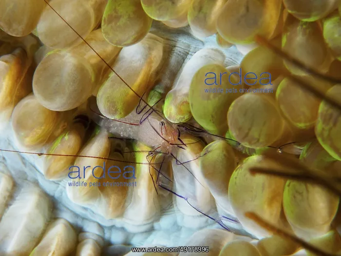  : Philippine bubble coral shrimp (Palaemonella philippinensis) on a bubble coral