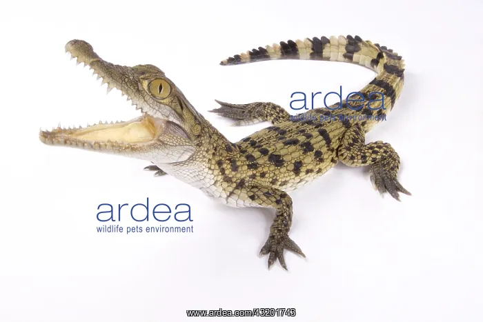 : Philippine crocodile (Crocodylus mindorensis) on : Philippine crocodile (Crocodylus mindorensis) on