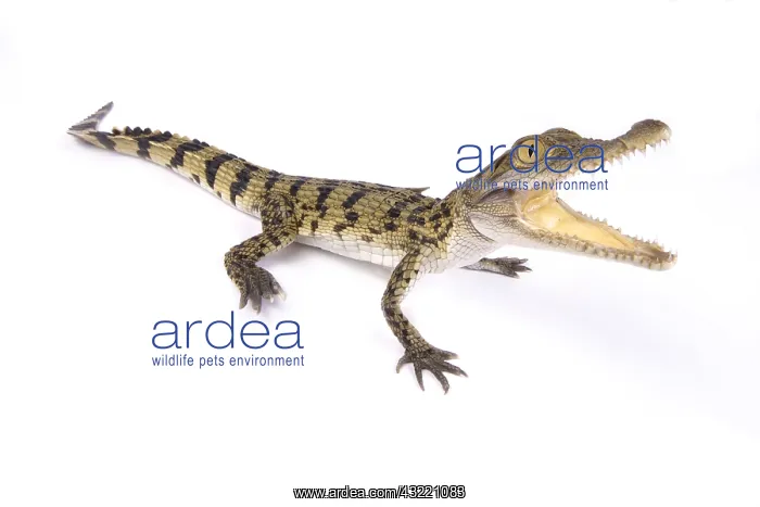  : Philippine crocodile (Crocodylus mindorensis) on