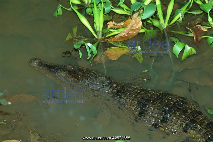 : Philippine Crocodile - Emerging from water : Philippine Crocodile - Emerging from water
