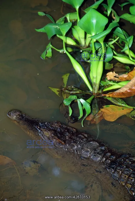 : Philippine Crocodile - endangered : Philippine Crocodile - endangered