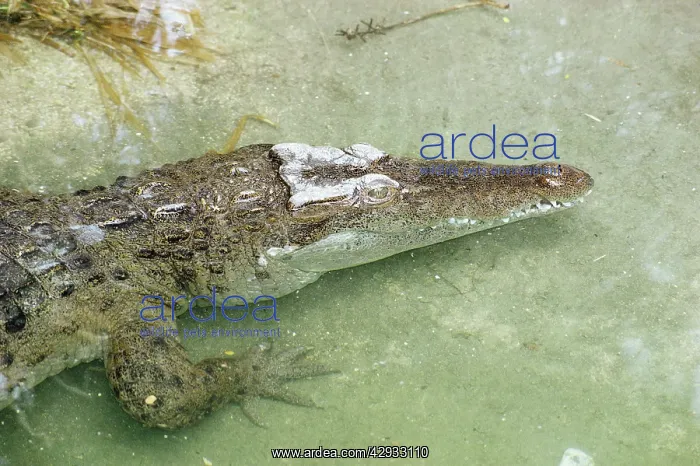  : Philippine CROCODILE - endangered