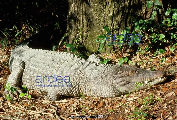 : Philippine CROCODILE - endangered : Philippine CROCODILE - endangered