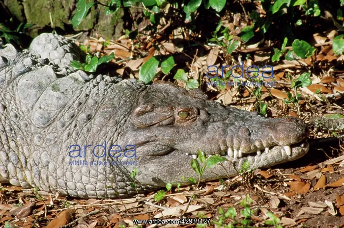: Philippine Crocodile - endangered : Philippine Crocodile - endangered