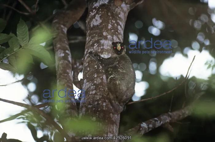 : Philippine flying lemur : Philippine flying lemur