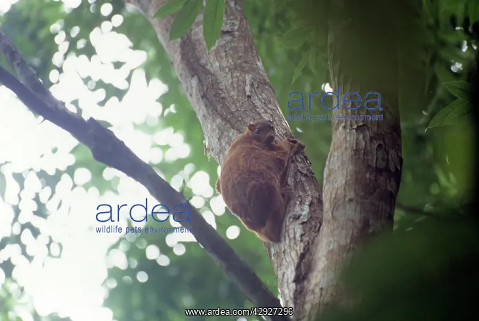 : Philippine Flying Lemur : Philippine Flying Lemur