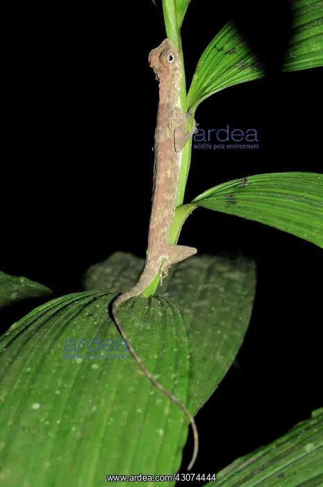  : Philippine flying lizard