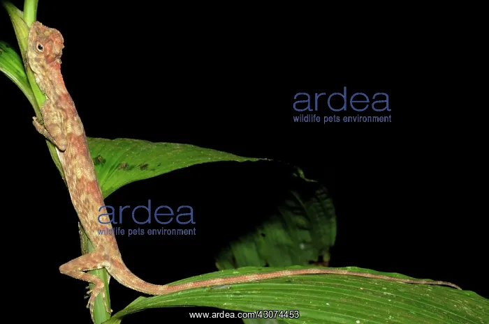 : Philippine flying lizard : Philippine flying lizard