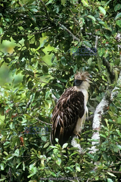 : Philippine / Monkey-eating Eagle : Philippine / Monkey-eating Eagle