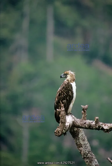 : Philippine / Monkey-eating Eagle : Philippine / Monkey-eating Eagle