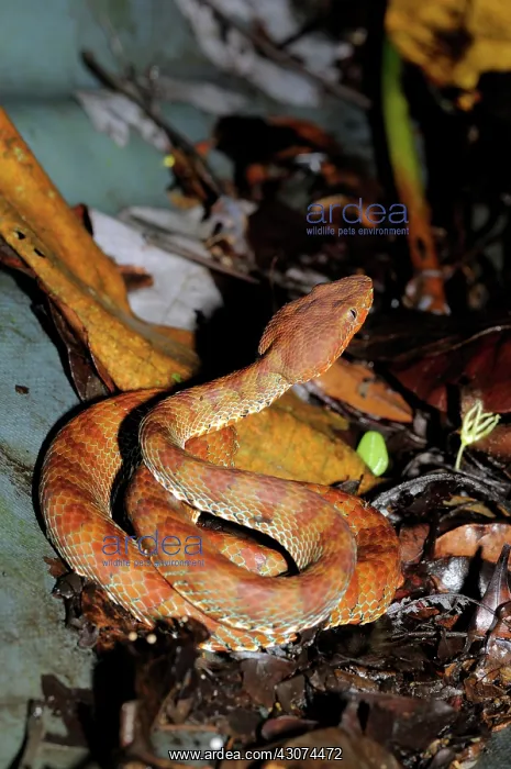  : Philippine pit viper