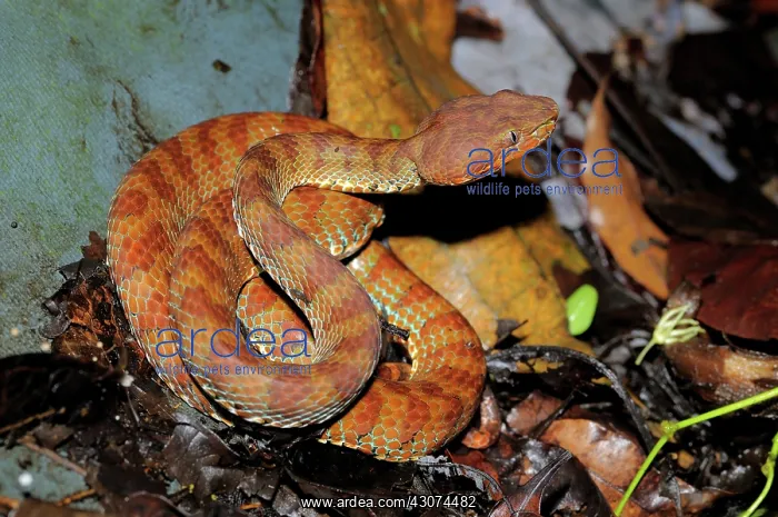  : Philippine pit viper