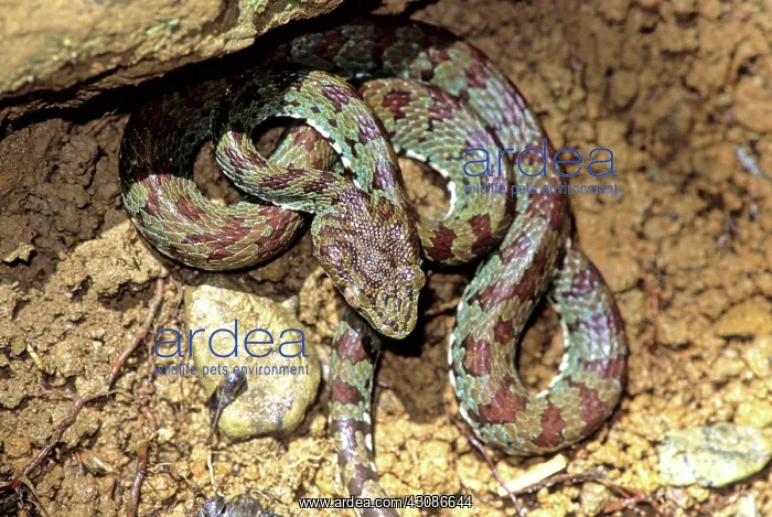 : Philippine Pit Viper : Philippine Pit Viper