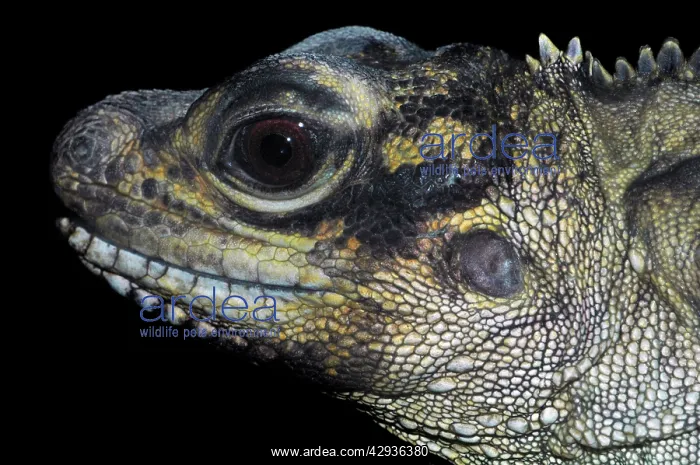 : Philippine sail fin lizard - face : Philippine sail fin lizard - face
