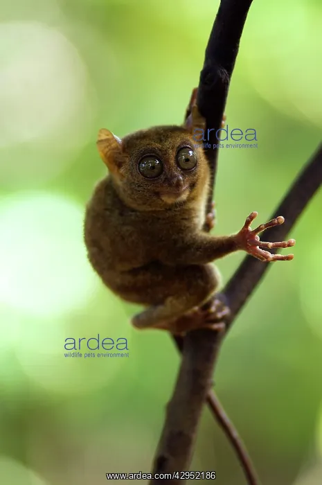 : Philippine Tarsier : Philippine Tarsier