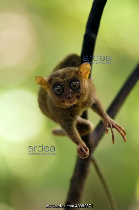  : Philippine Tarsier
