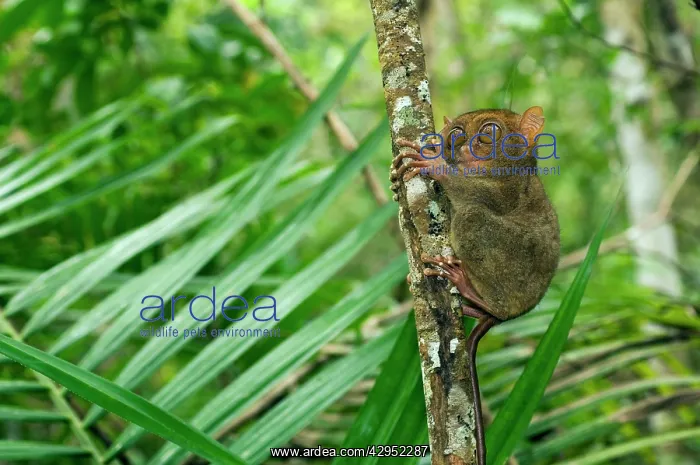 : Philippine Tarsier, adult : Philippine Tarsier, adult
