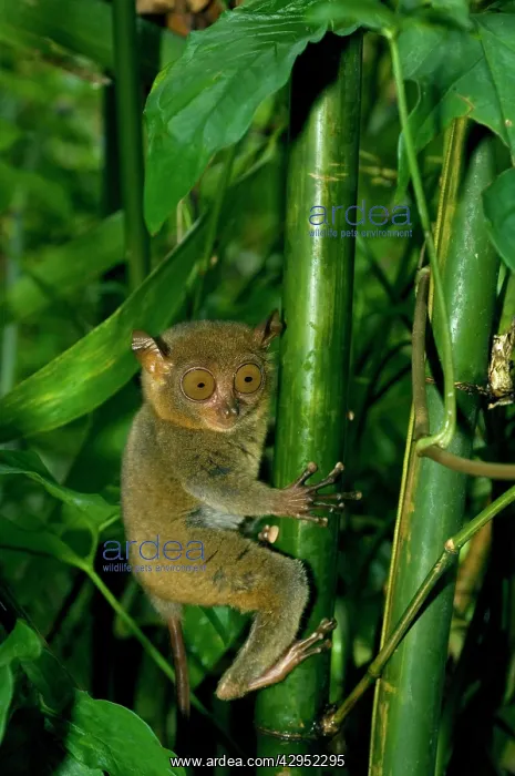: Philippine Tarsier, adult : Philippine Tarsier, adult